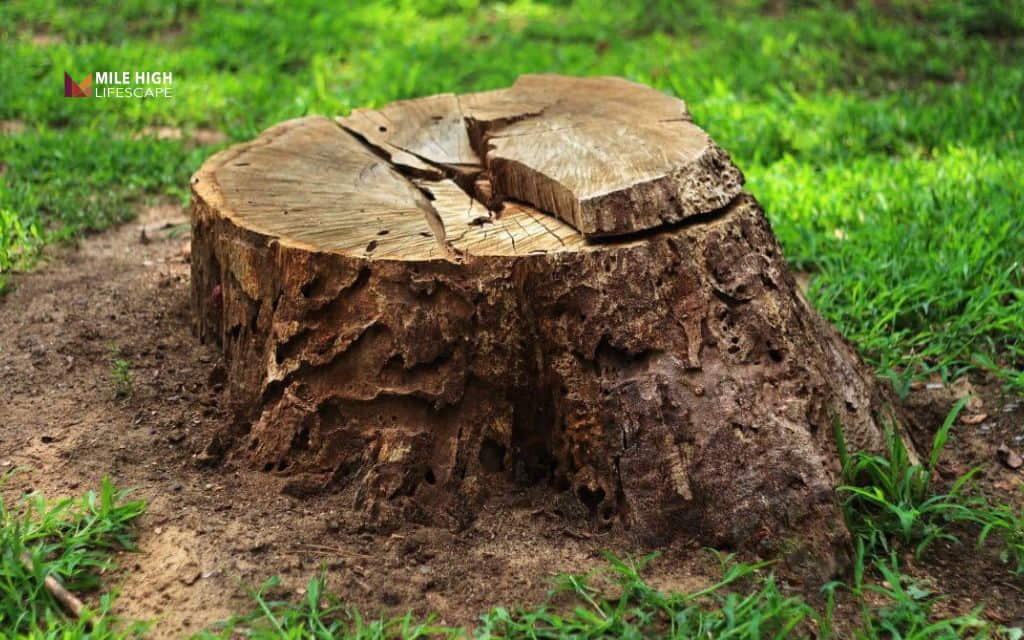 Will a tree stump regrow - Why tree stumps regrow: The biology behind stump sprouting