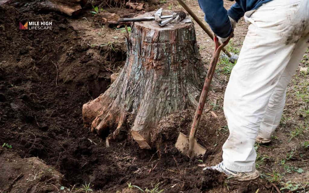 How To Get Rid of Tree Trunks: Why you should get rid of tree trunks