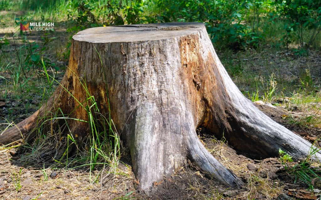 How To Get Rid Of Tree Stumps: Why you should remove a tree stump