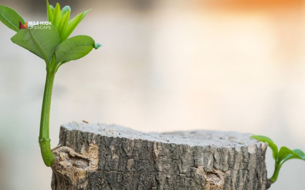 Will a tree stump regrow