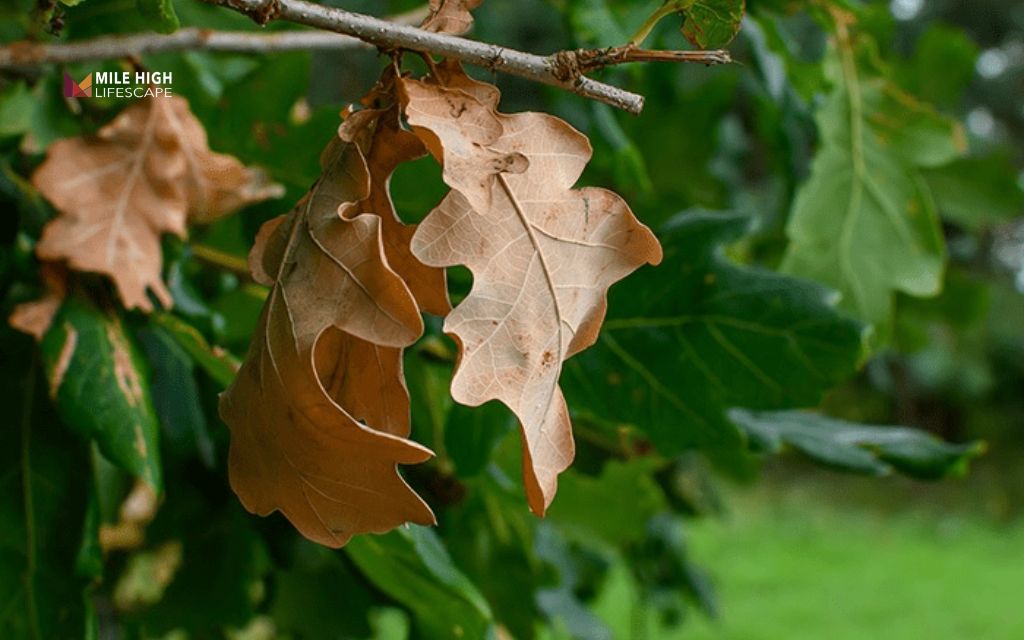 Rotten tree: Wilting leaves, sparse canopy, or early leaf drop