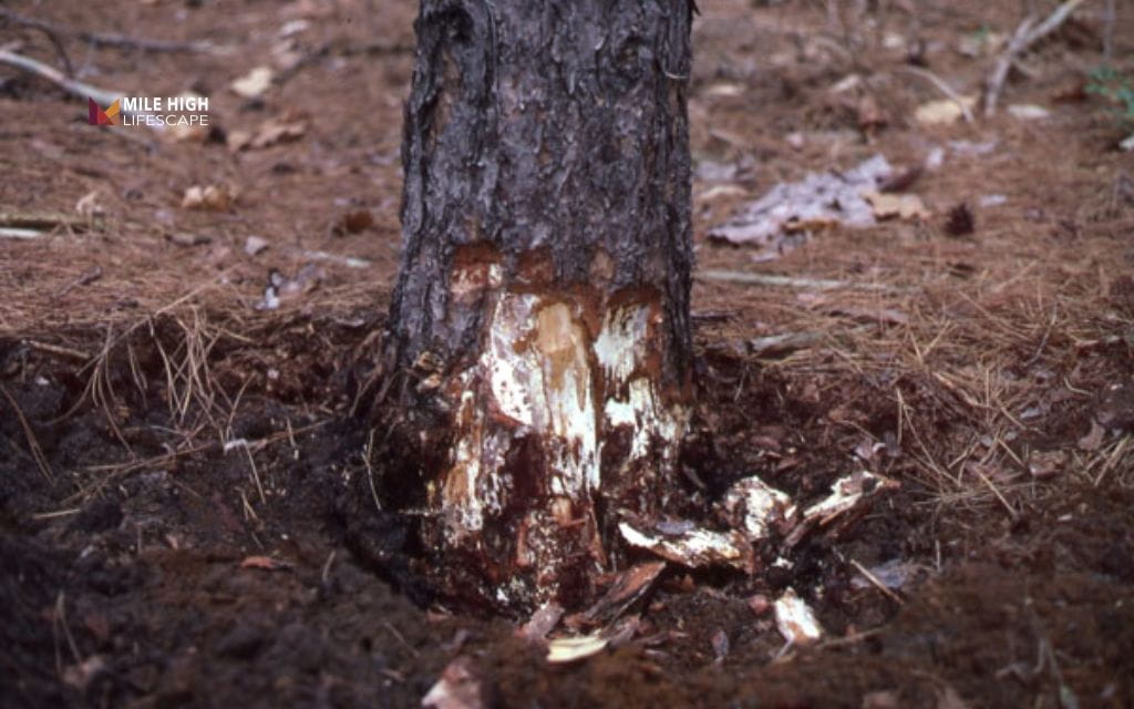 Pine tree diseases: Annosus root rot