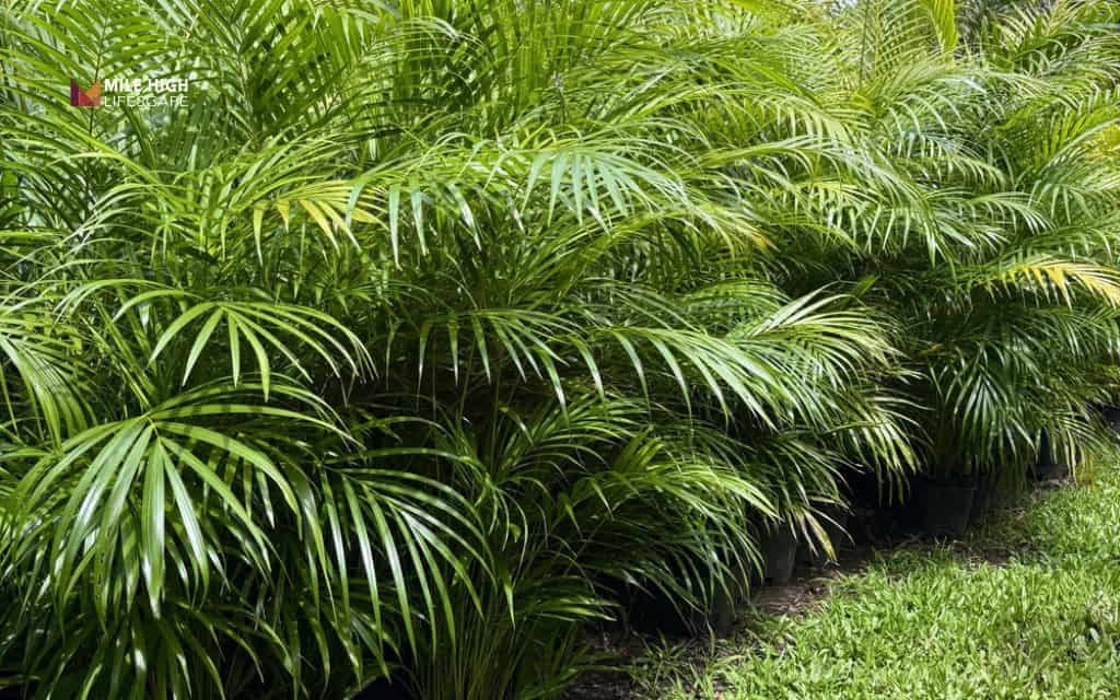 Types of palm trees: Areca palm