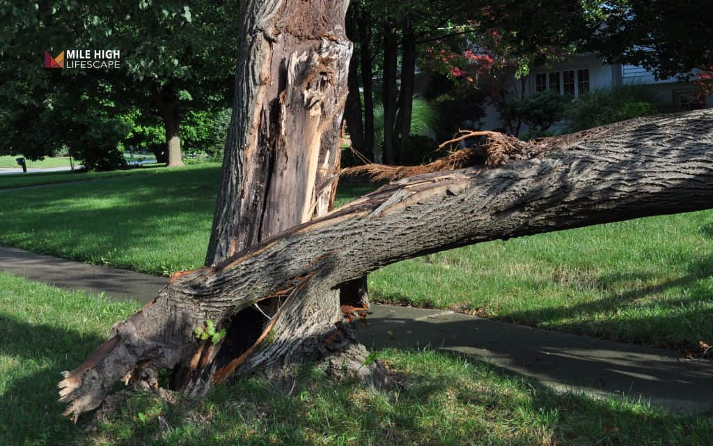 Lightning striking a tree: Assessing damage safely