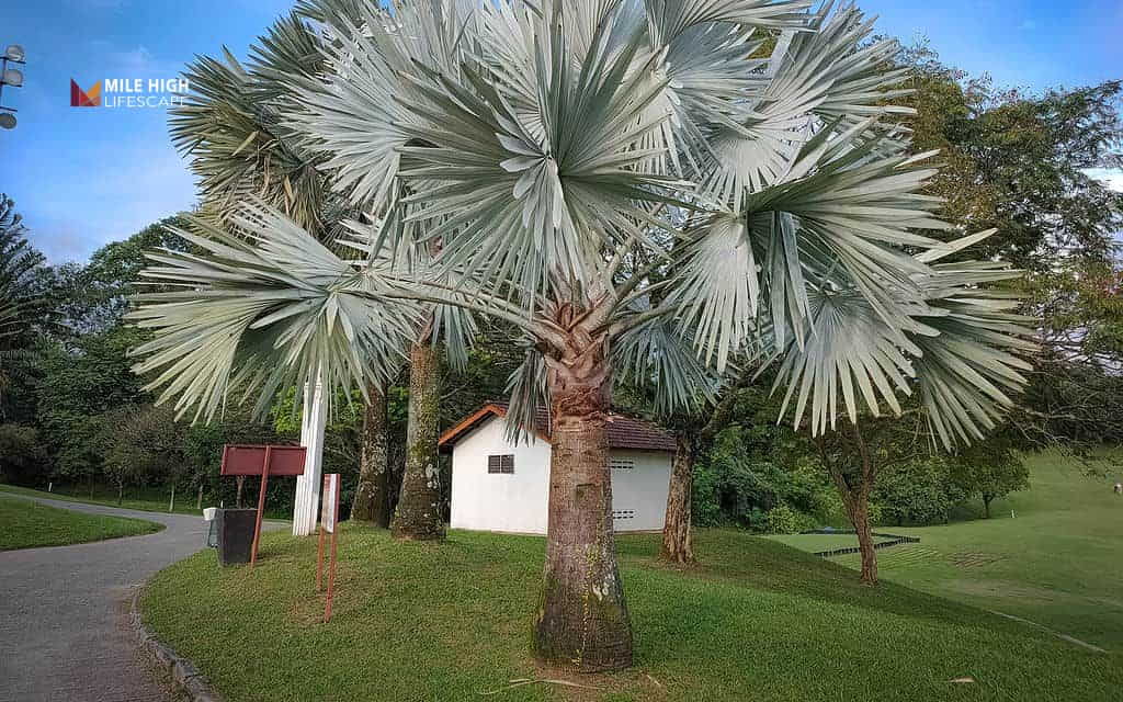 Types of palm trees: Bismarck palm