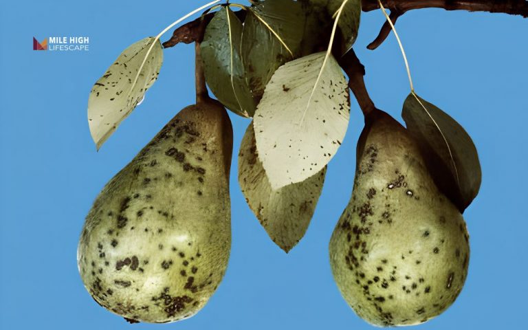 Black spots on pears