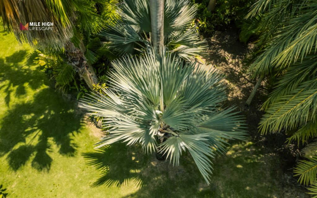 Types of palm trees: Blue latan palm