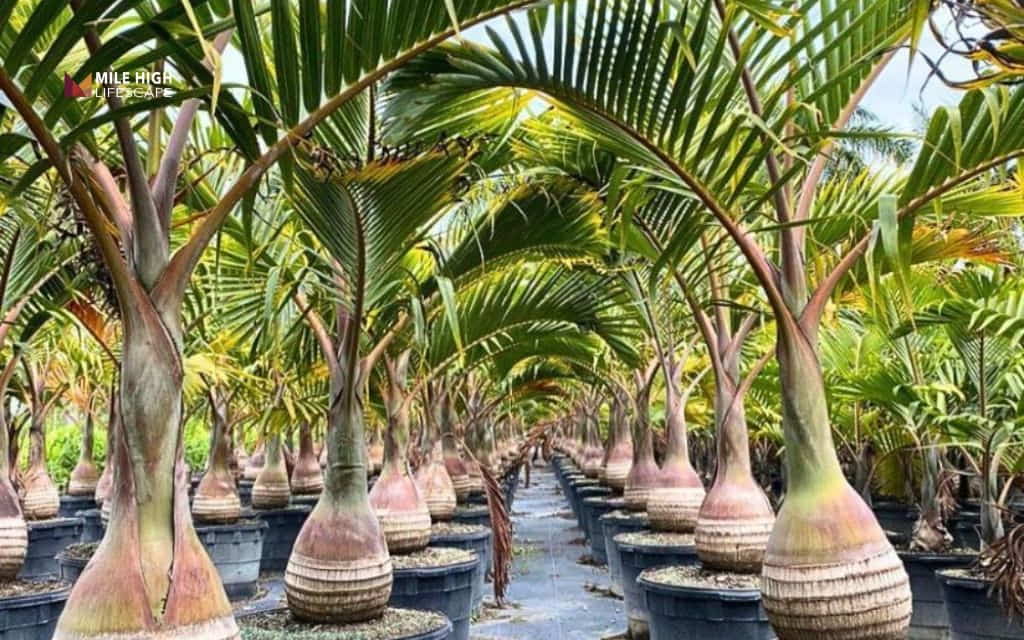 Types of palm trees: Bottle palm