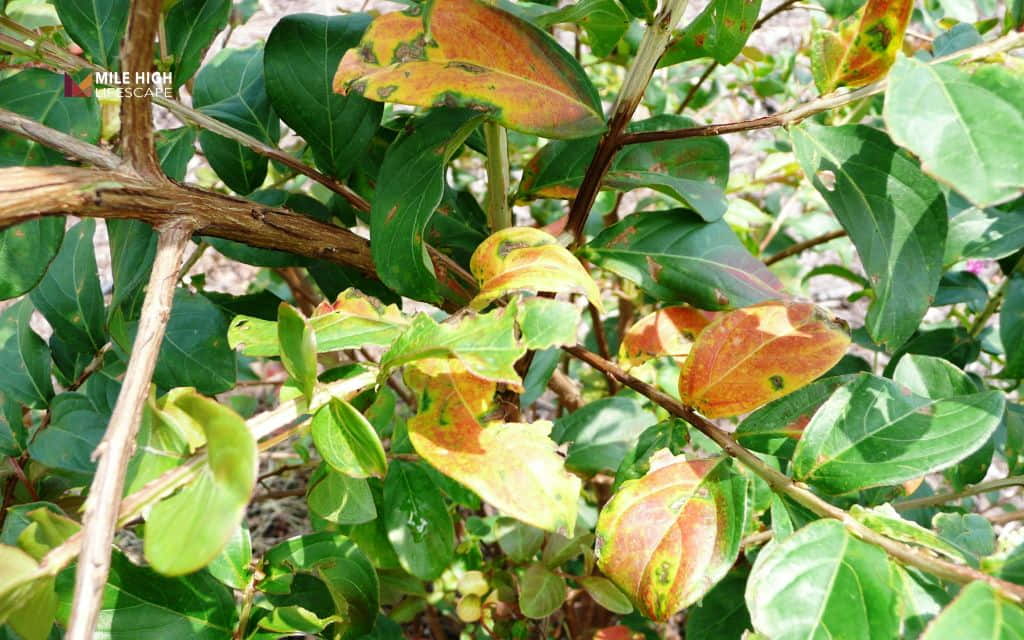 Crape myrtle tree diseases: Brown or yellow spots on leaves