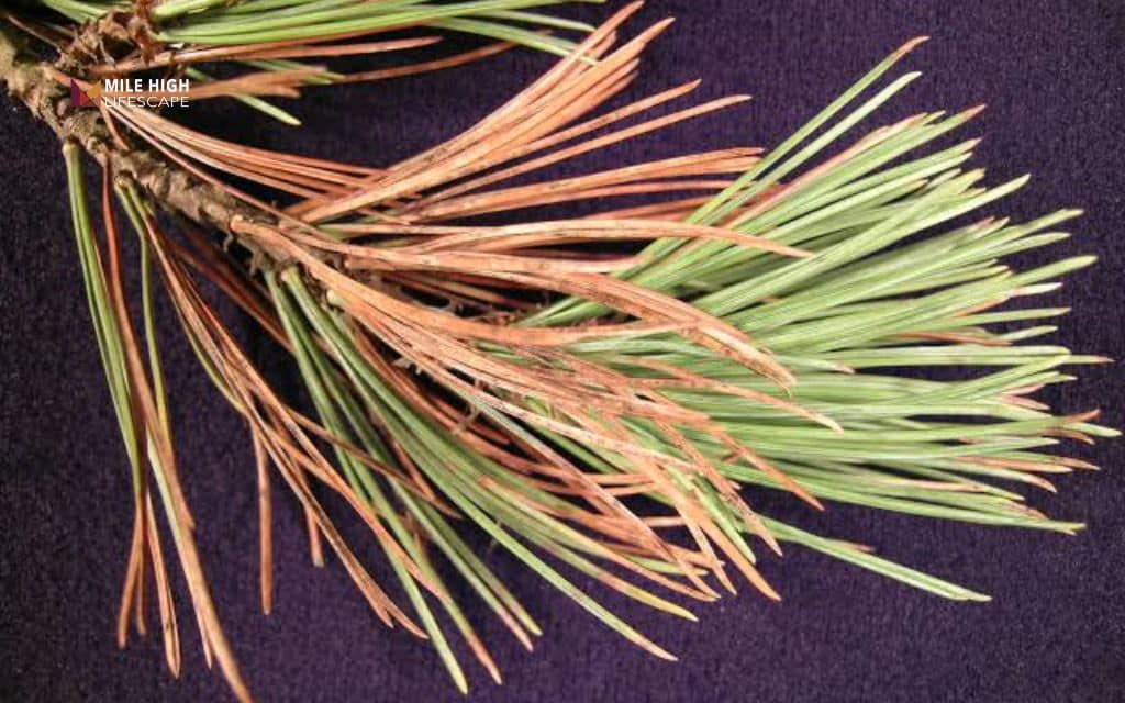 Pine tree diseases: Brown spot needle blight