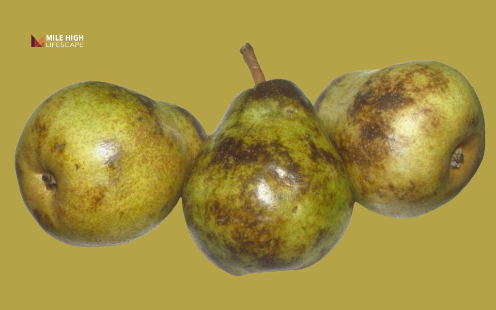 Black spots on pears: Bruising and mechanical damage