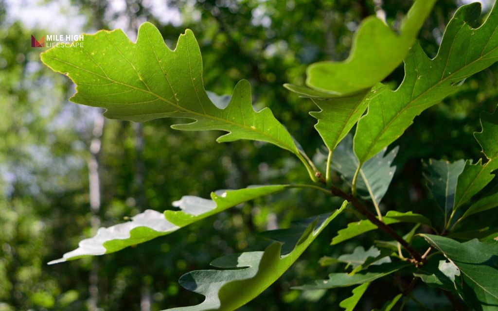 Trees for sandy soil: Bur oak