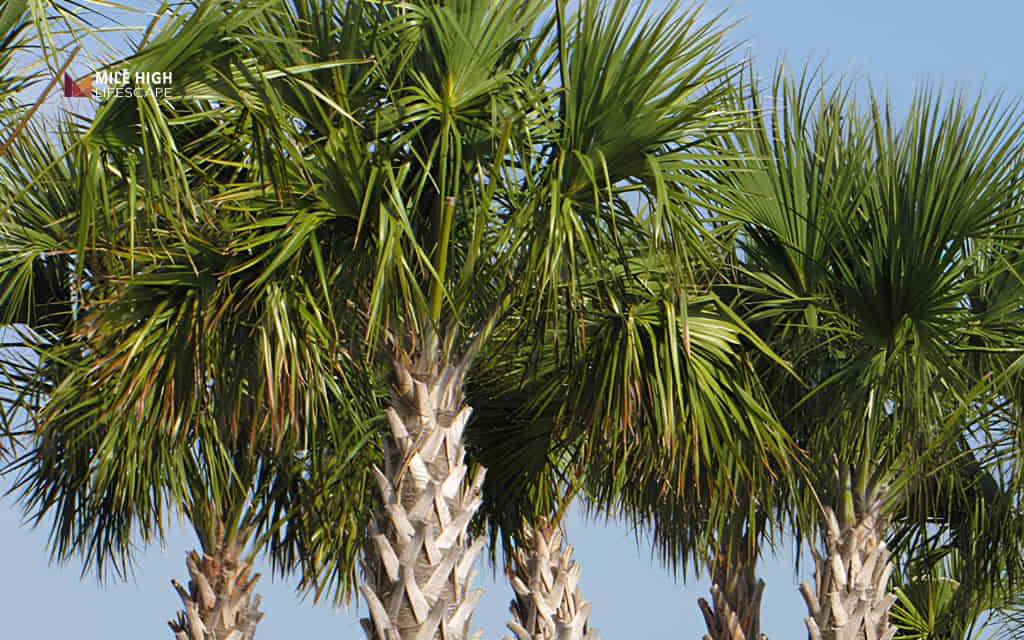 Types of palm trees: Cabbage palm