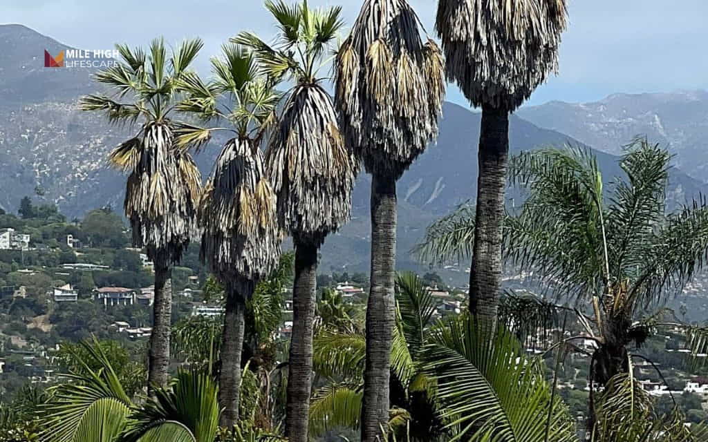 Types of palm trees: California fan palm