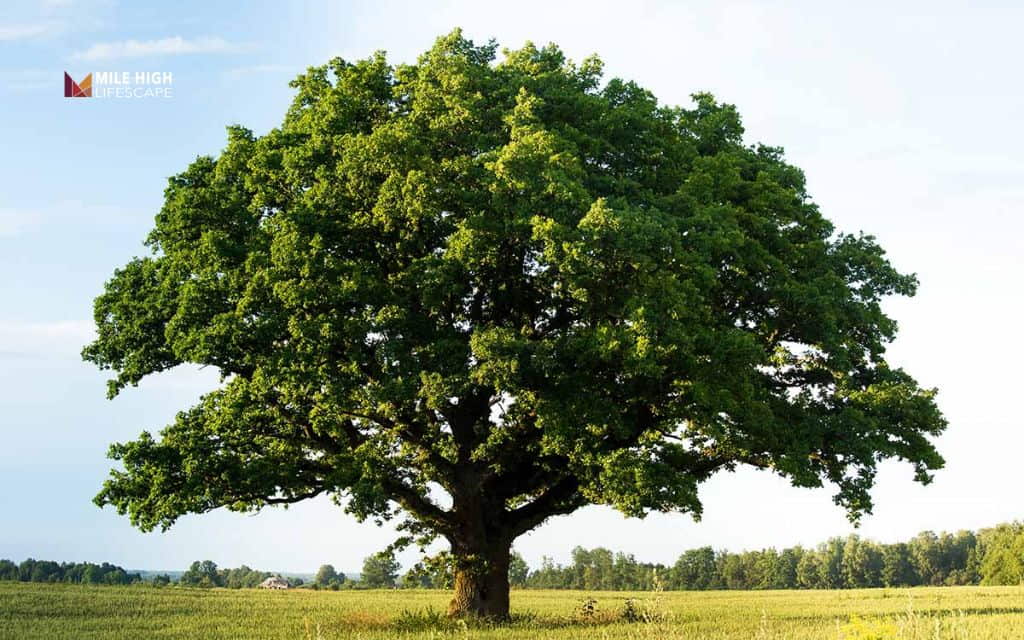 How to stop a tree from growing: Can a tree's growth actually be stopped
