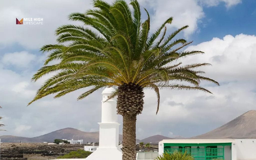 Types of palm trees: Canary island date palm