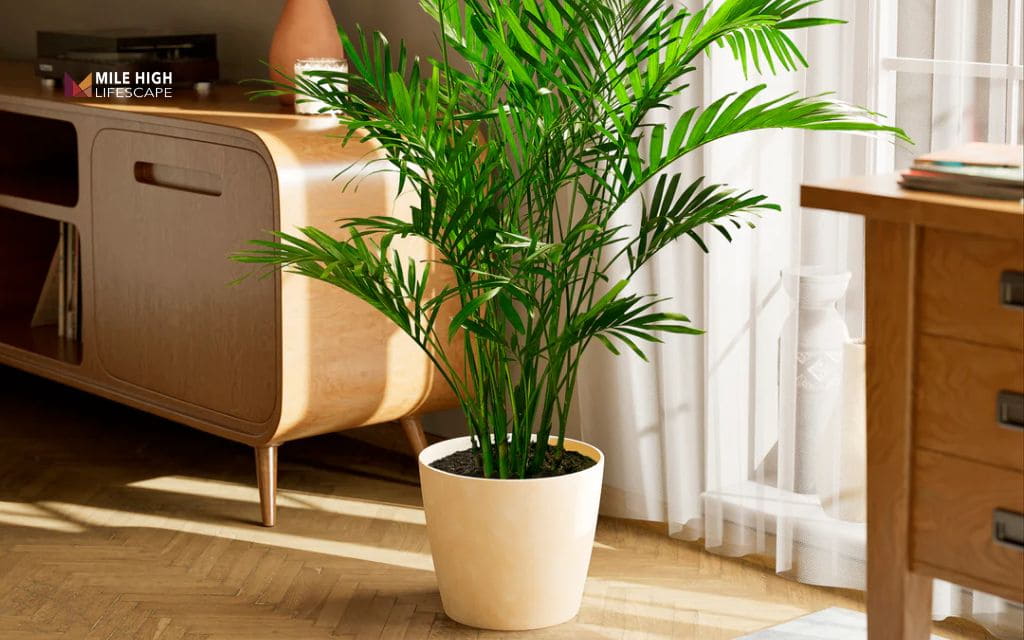 Types of palm trees: Cat palm