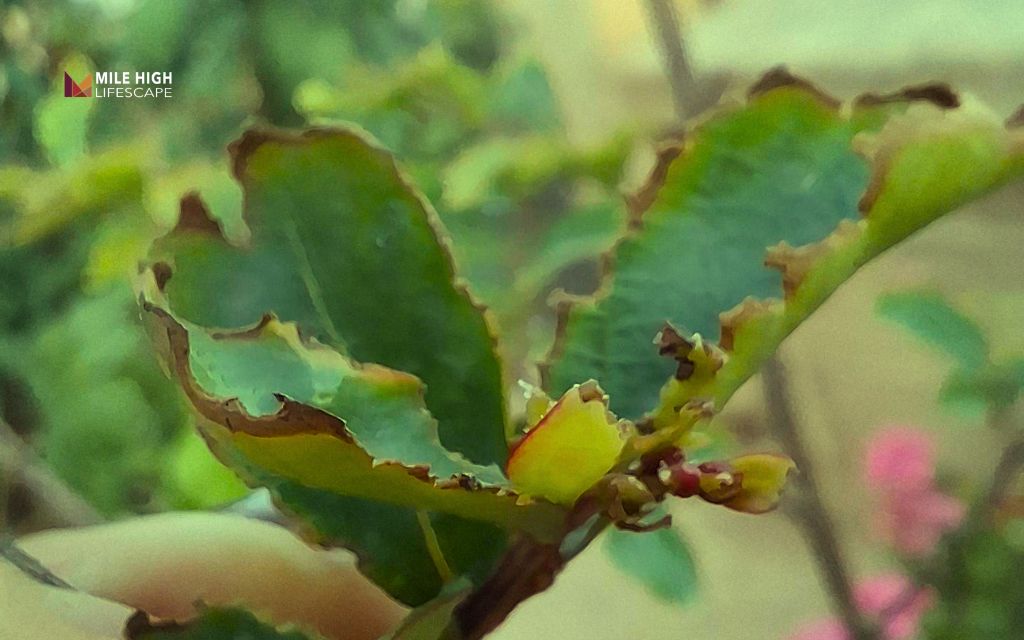 Crape myrtle tree diseases: Chewed leaves and skeletonized foliage