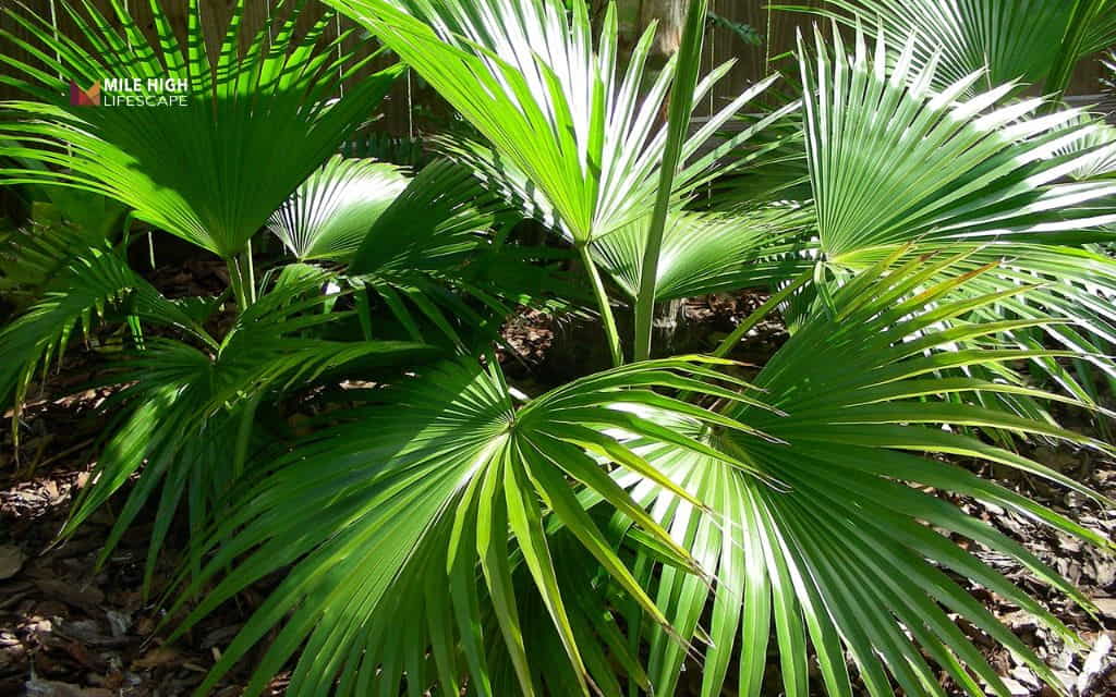 Types of palm trees: Chinese fan palm