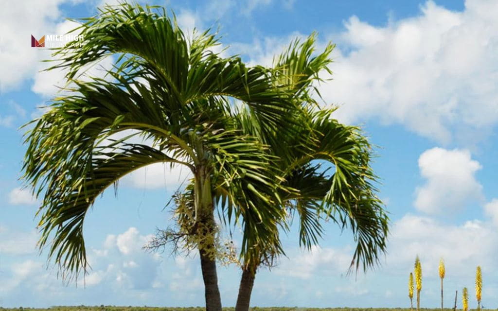 Types of palm trees: Christmas palm
