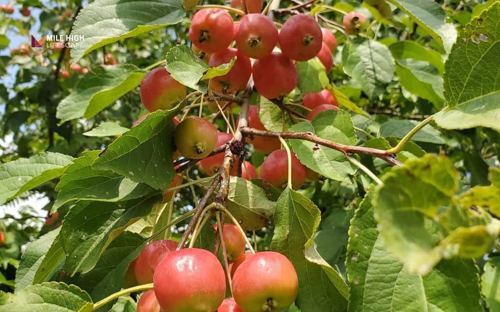 Trees for sandy soil: Crabapple