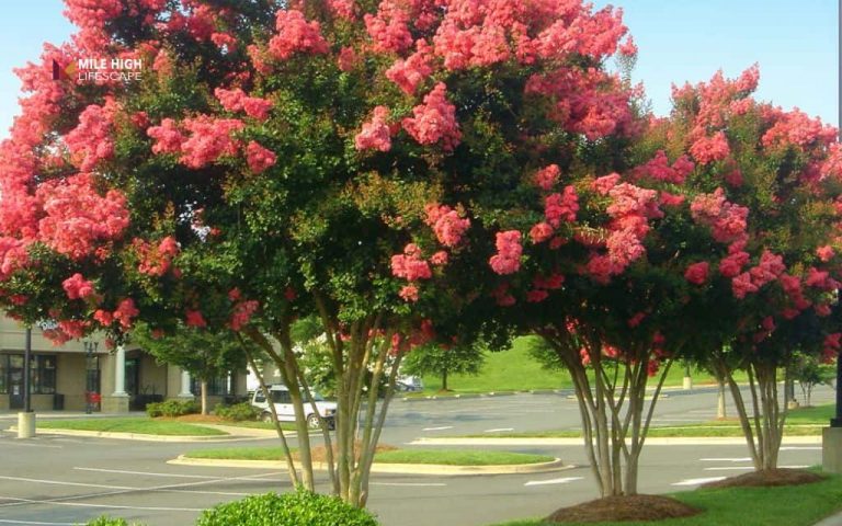 Crape myrtle tree diseases