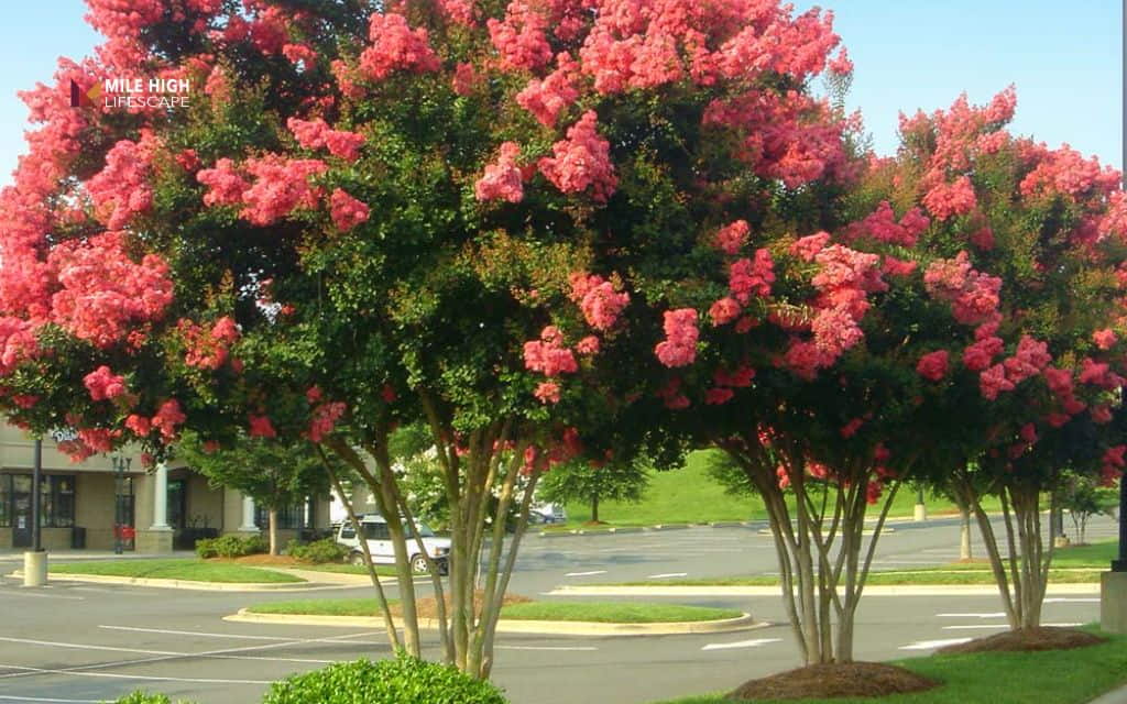 Crape myrtle tree diseases