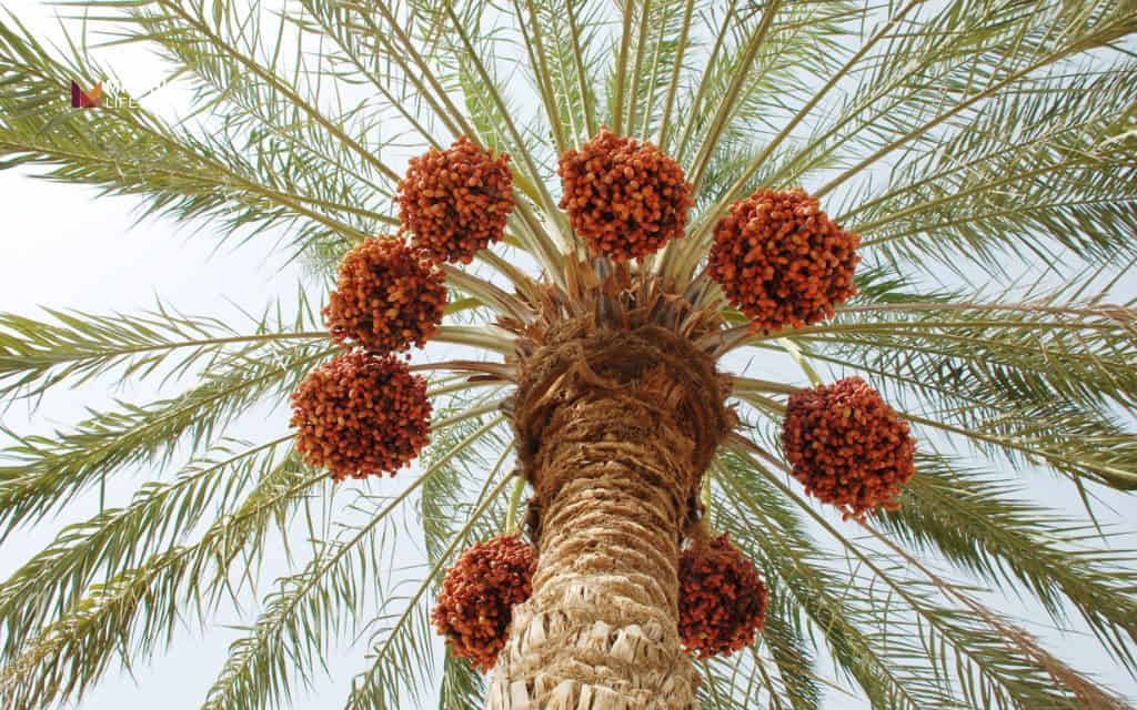 Types of palm trees: Date palm