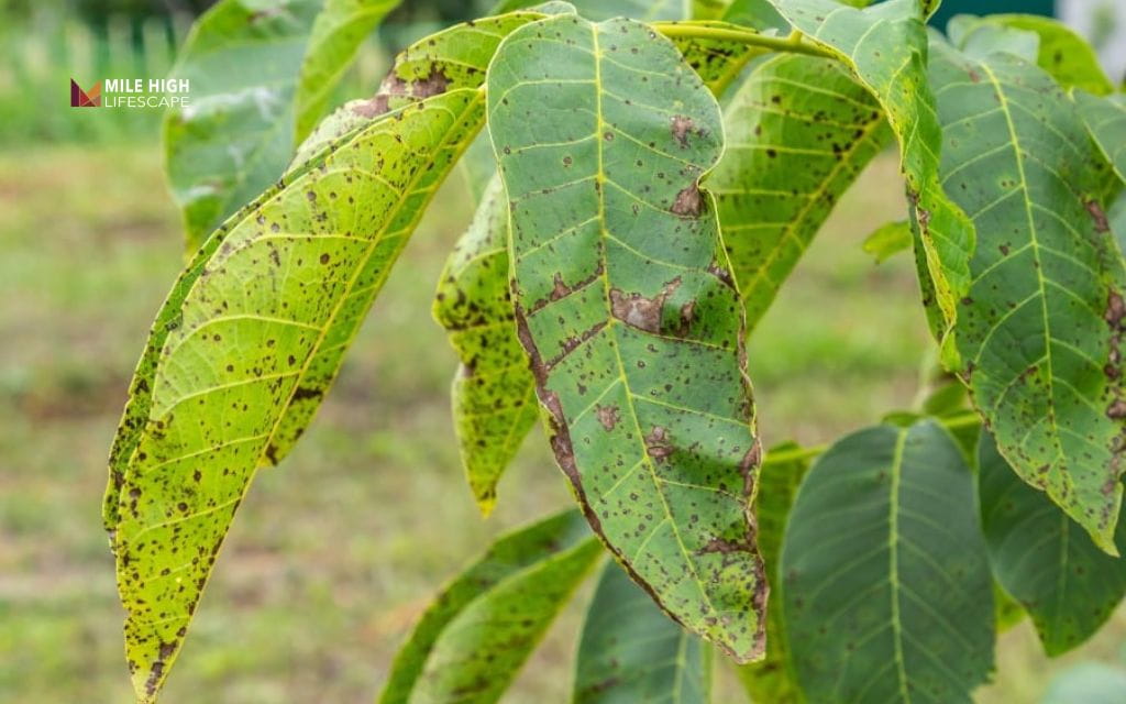 Tree disease treatment: Diagnosis comes before treatment