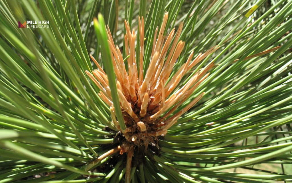 Pine tree diseases: Diplodia tip blight