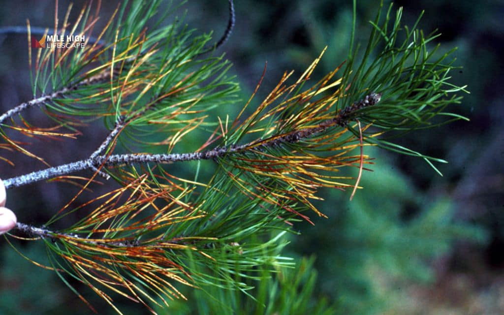 Pine tree diseases: Dothistroma needle blight