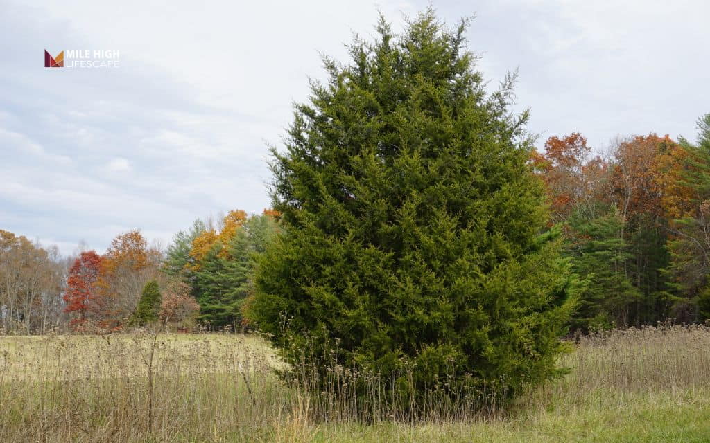 Trees for sandy soil: Eastern red cedar