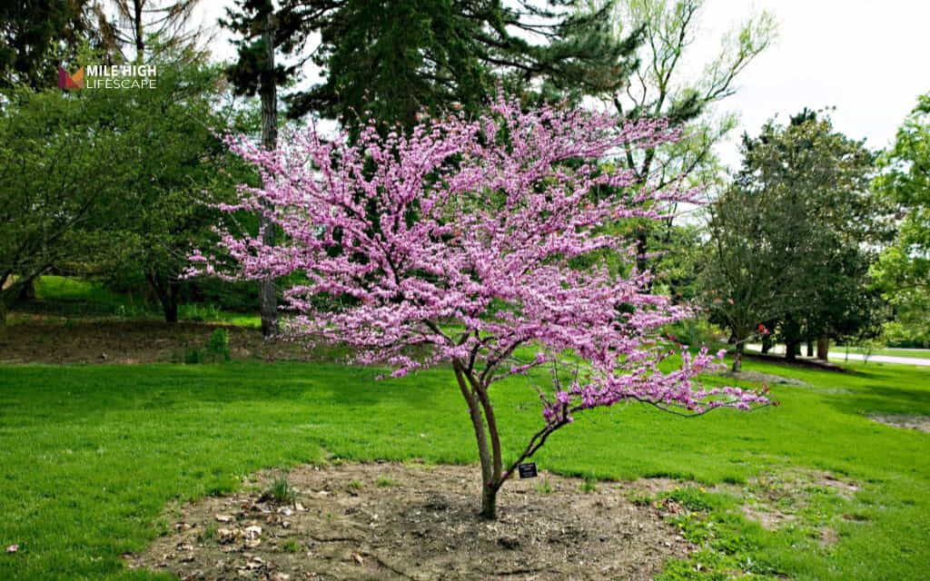 Trees for sandy soil: Eastern redbud