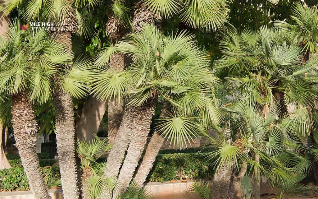 Types of palm trees: European fan palm