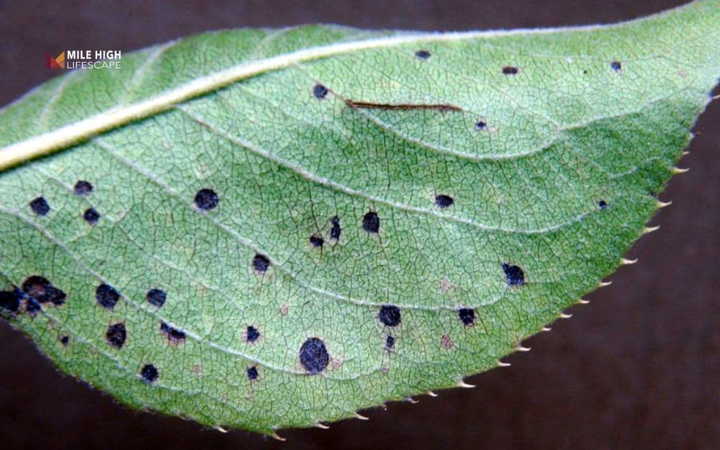 Black spots on pears: Fabraea leaf spot