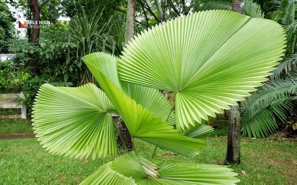Types of palm trees: Fiji fan palm