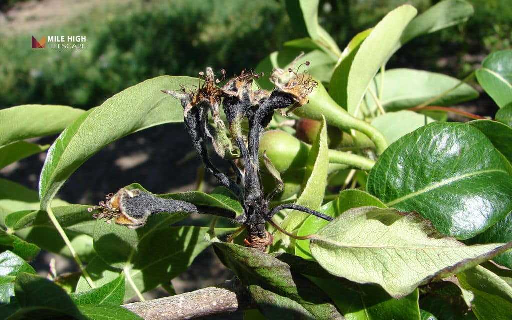 Black spots on pears: Fire blight