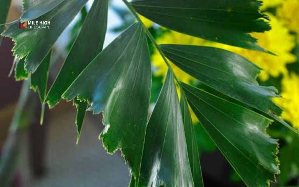 Types of palm trees: Fishtail palm