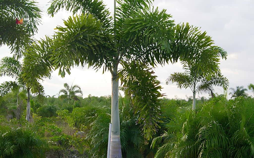Types of palm trees: Foxtail palm