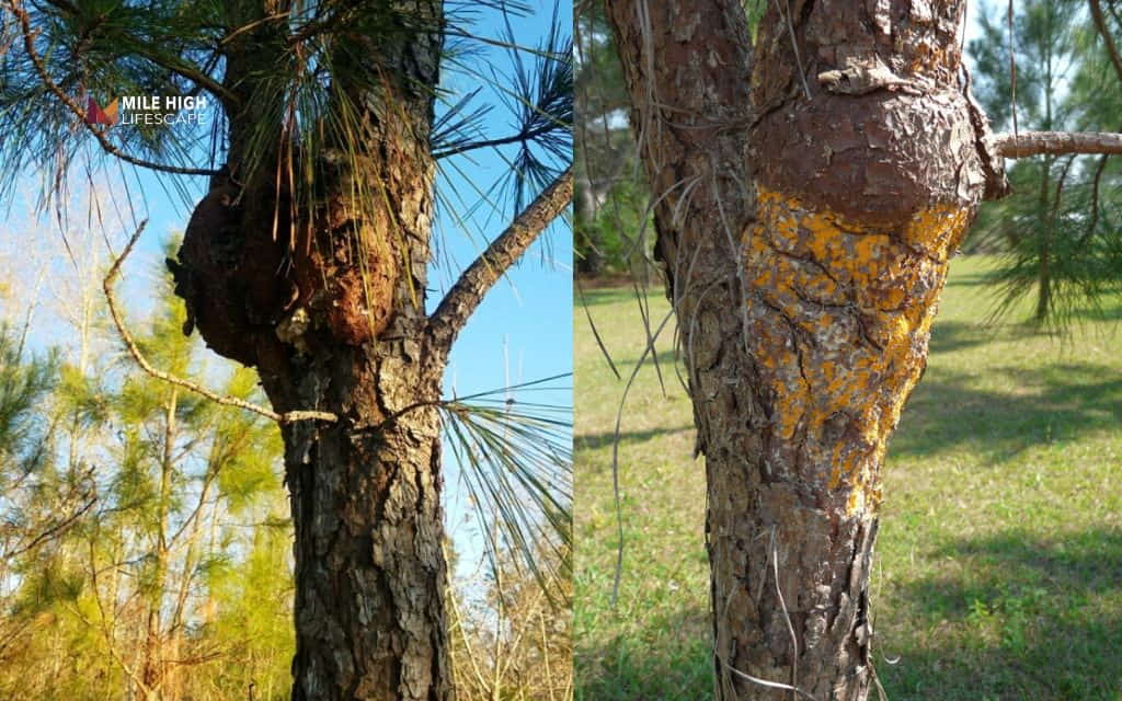 Pine tree diseases: Fusiform rust