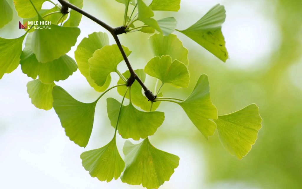 Trees for sandy soil: Ginkgo