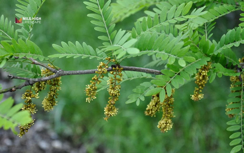 Trees for sandy soil: Honeylocust