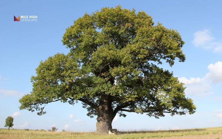 How long do trees live