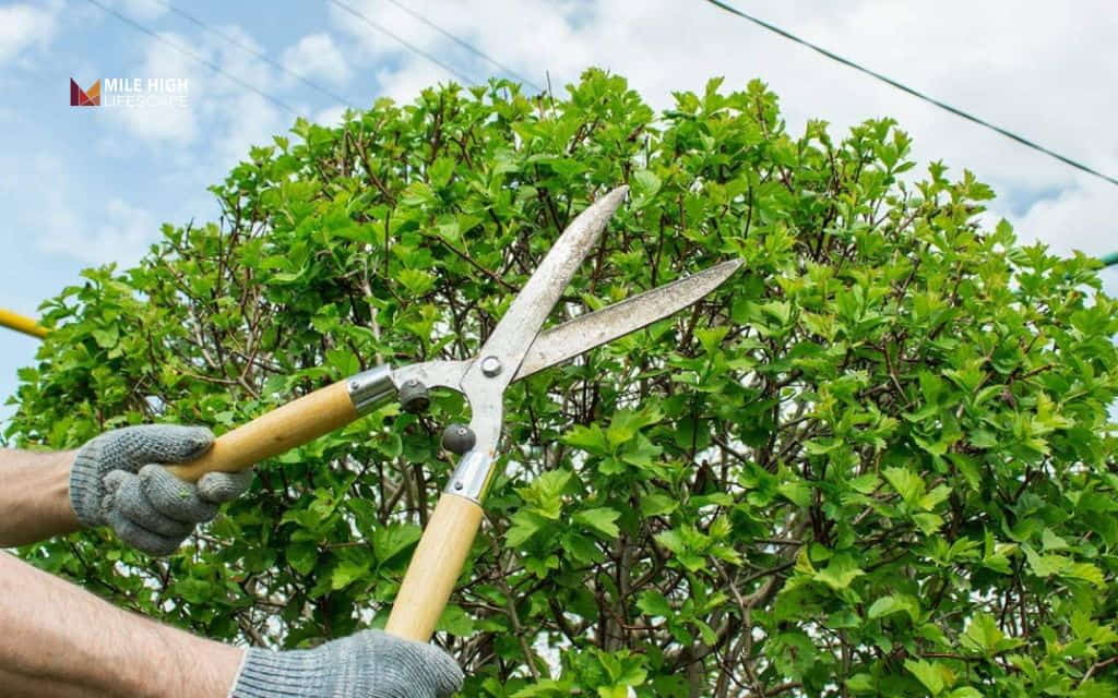 How to stop a tree from growing without killing it