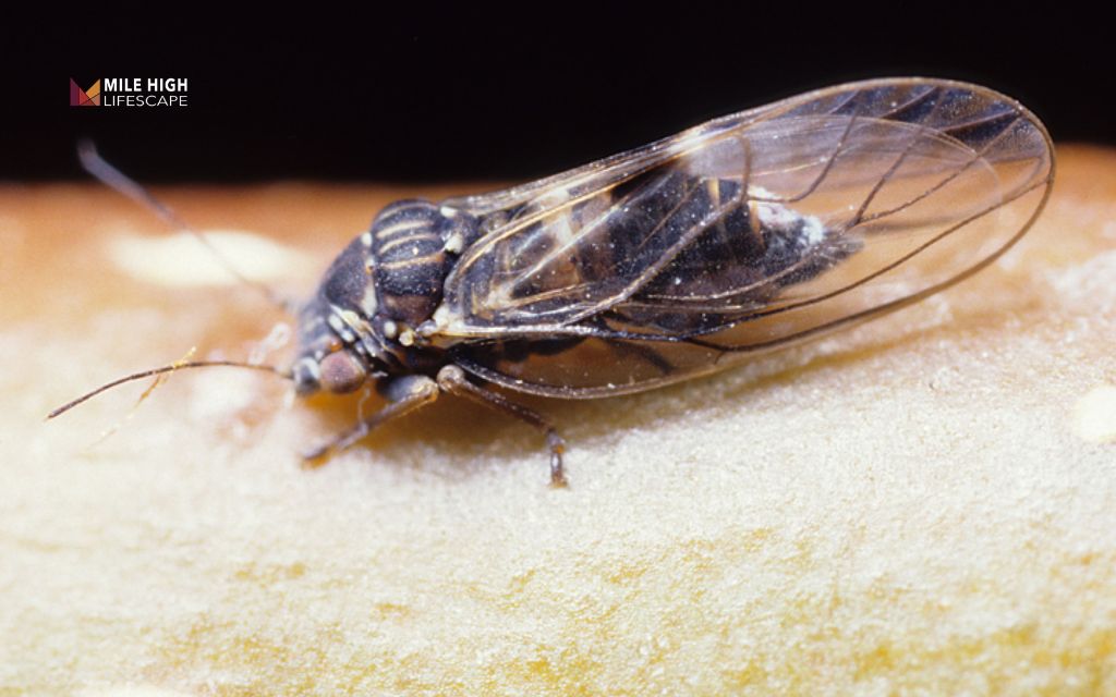 Black spots on pears: Insect-related spotting