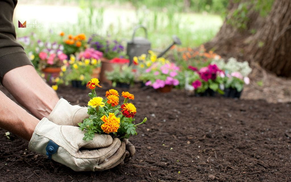 Planting in summer: Is summer really a bad time to plant?
