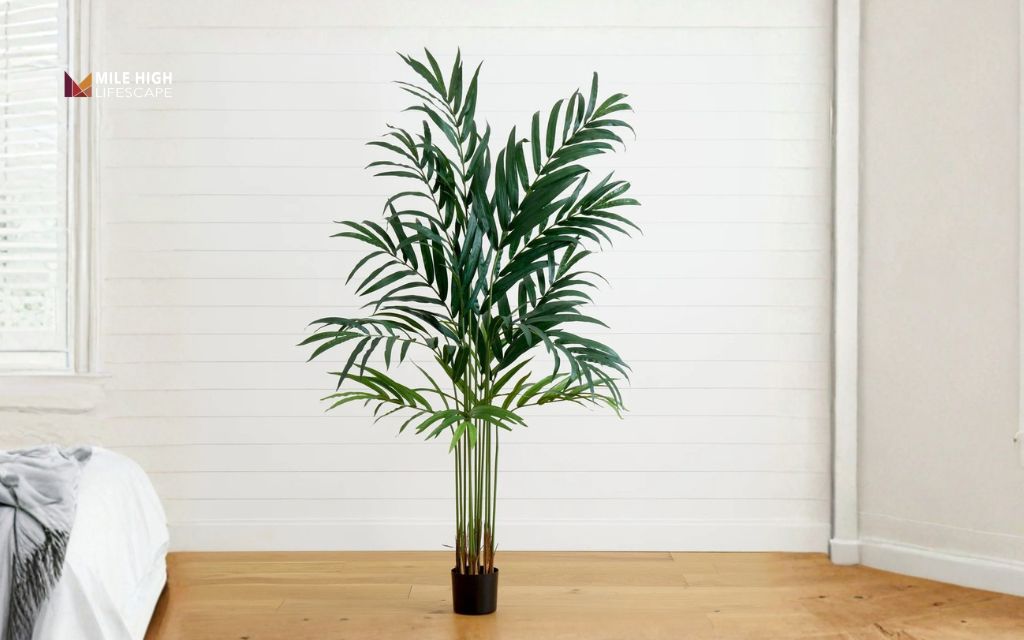 Types of palm trees: Kentia palm
