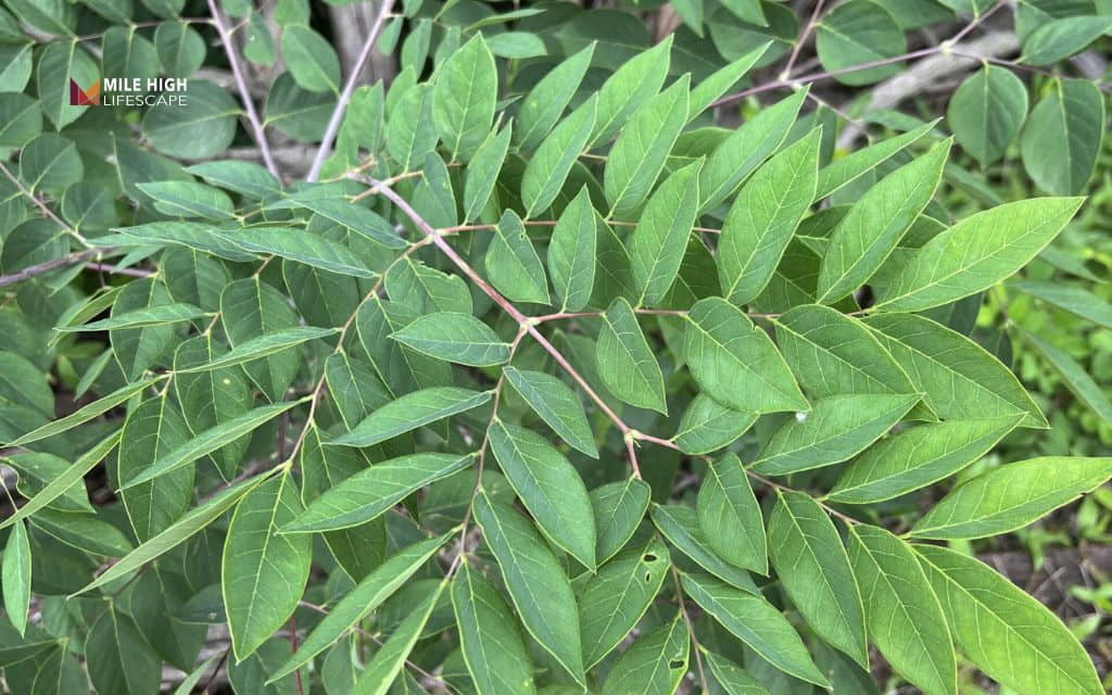 Trees for sandy soil: Kentucky coffeetree