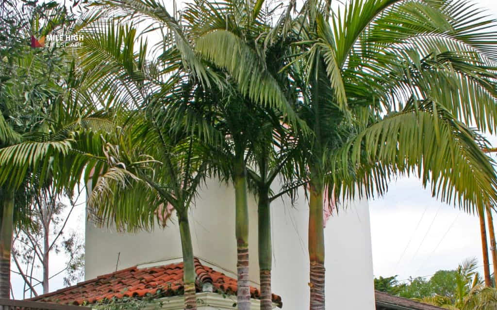 Types of palm trees: King palm