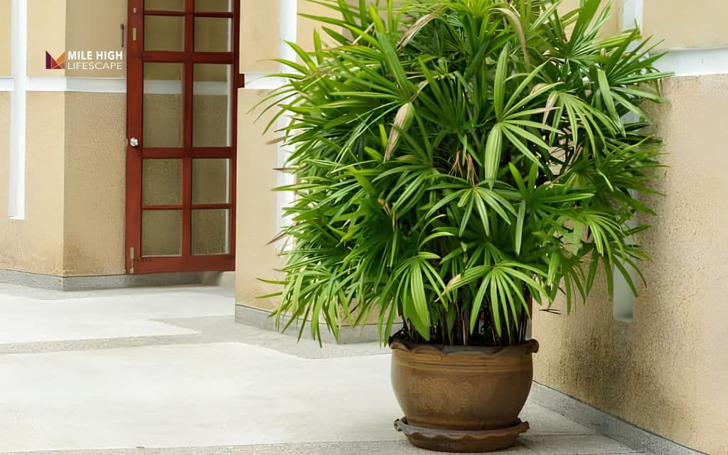 Types of palm trees: Lady palm